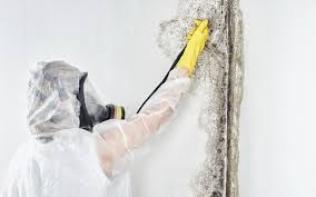 Reliable West Chatham, MA Mold Removal & Remediation Solutions